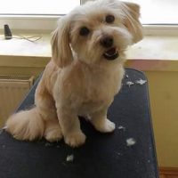 Pasji salon Diva - 1776469695