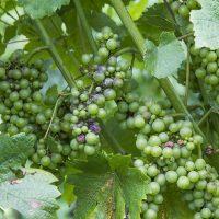 Steklenice za vino, steklenice za pivo, steklenice za žgane pijače, steklenice Slovenija 002