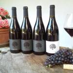 Modri-pinot-pinot-noir-tilia-estate-20180726_091828