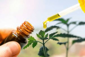 cbd olje